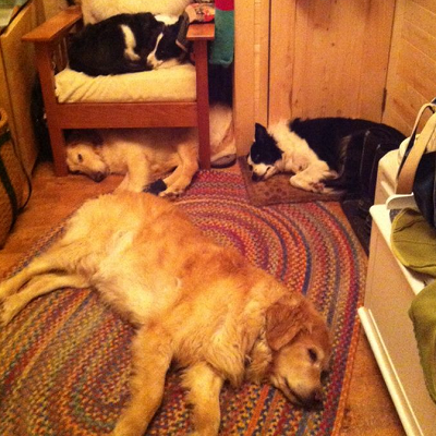 In this Alaskan tiny house, four dogs are very happy and comfortable. Three sleep on the great room floor, while one has the lucky chair. (Tiny House, Big Adventures)